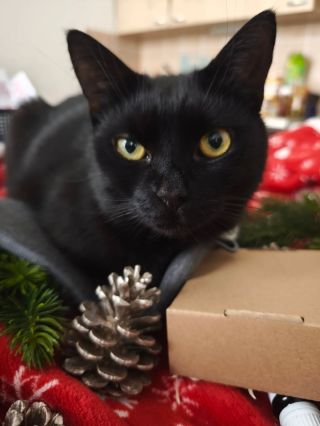 Hlavní kontrolor kvality. Snaží se pomáhat, ale většinou to dopadne tak, že mi skáče do balíčku, kouše krabice a odnáší...